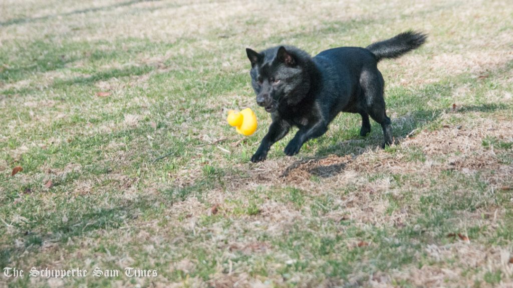 プチ黒い弾丸スキッパーキ スキッパーキ まっ黒犬のサム タイムズ