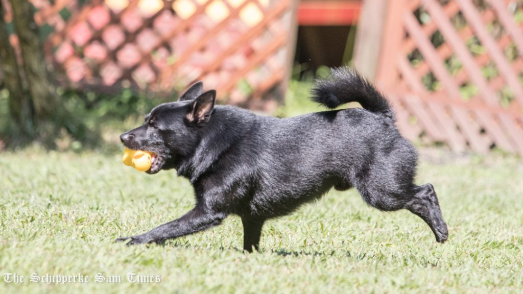 初めて行くドッグラン スキッパーキ まっ黒犬のサム タイムズ