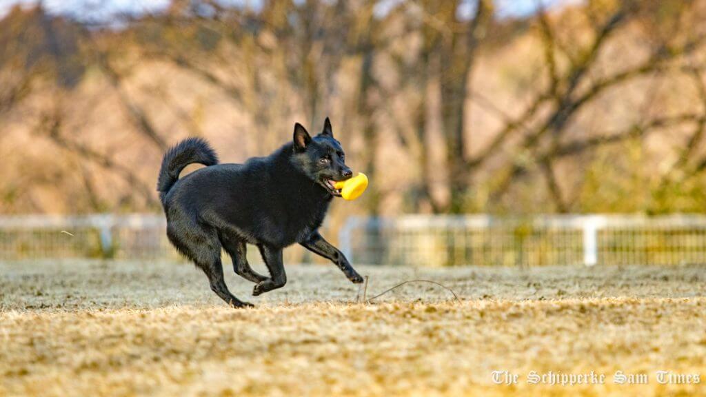 プールに来たものの スキッパーキのブログ サム タイムズ